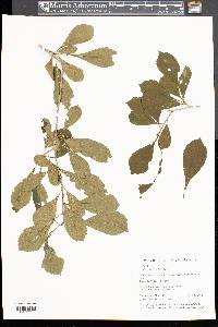 Crataegus punctata image
