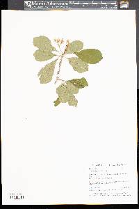 Crataegus punctata image