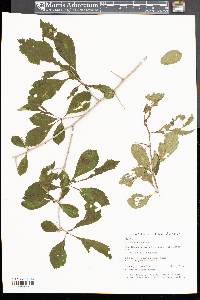 Crataegus punctata image
