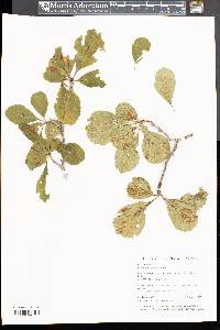 Crataegus punctata image