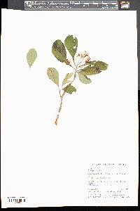 Crataegus punctata image