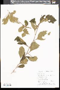 Crataegus punctata image