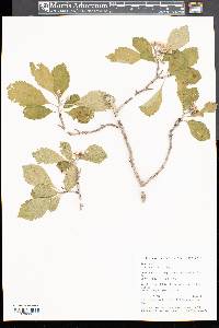 Crataegus punctata image