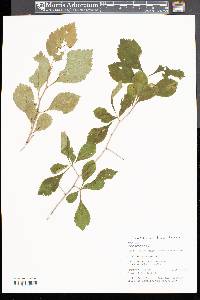 Crataegus punctata image