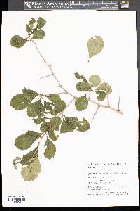 Crataegus punctata image