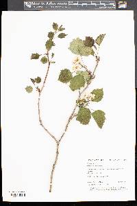 Crataegus coccinea image