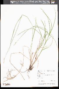Carex straminea image