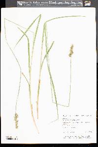 Carex laevivaginata image