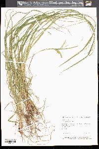 Carex prasina image