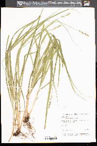 Carex sparganioides image