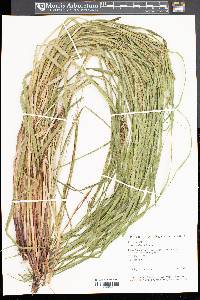 Carex scabrata image