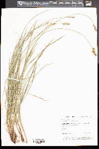 Carex spicata image