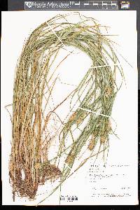 Carex squarrosa image