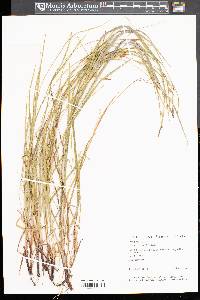 Carex gracilescens image