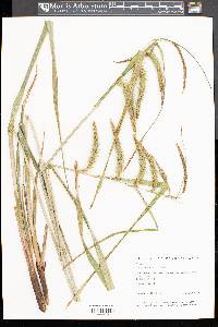 Carex crinita var. crinita image