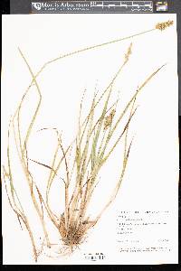 Carex stipata var. stipata image