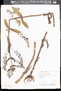 Veronica anagallis-aquatica image
