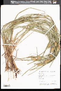 Carex squarrosa image