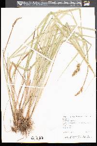 Carex stipata var. stipata image