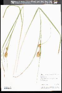 Carex squarrosa image
