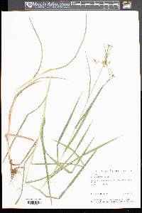 Scirpus polyphyllus image