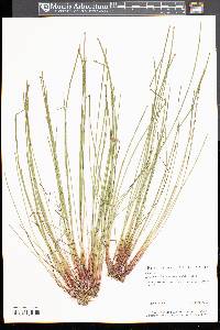 Eleocharis obtusa var. obtusa image