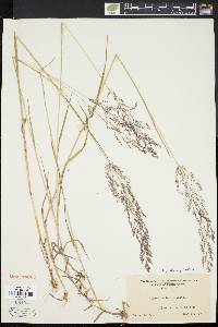 Agrostis capillaris image