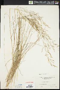 Agrostis capillaris image