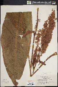 Rumex hydrolapathum image