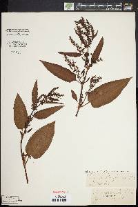 Rumex obtusifolius image