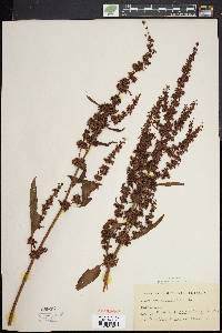 Rumex obtusifolius image