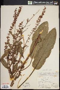 Rumex obtusifolius image