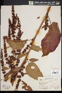 Rumex obtusifolius image