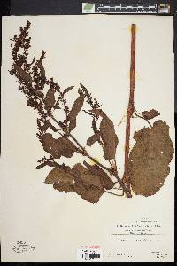 Rumex obtusifolius image