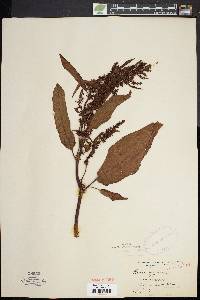 Rumex obtusifolius image