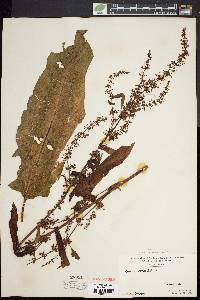 Rumex obtusifolius image