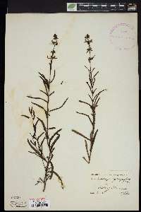 Stachys hyssopifolia image