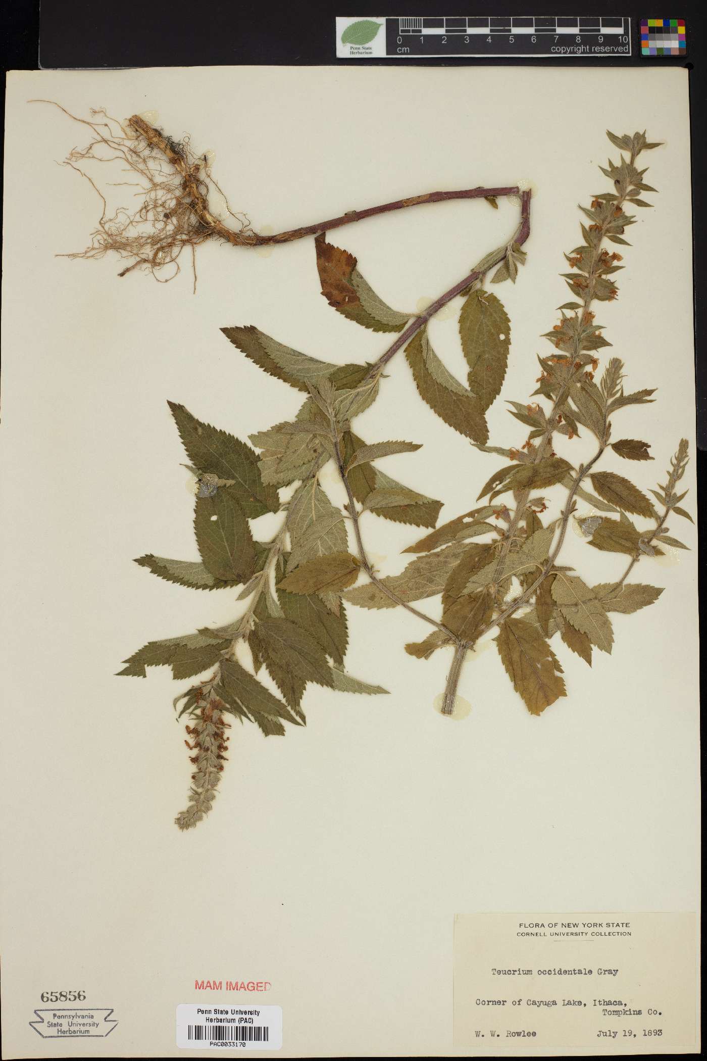 Teucrium canadense var. occidentale image