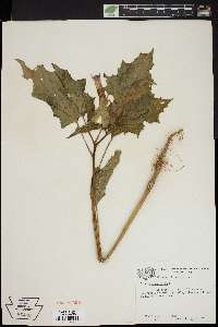 Datura stramonium image