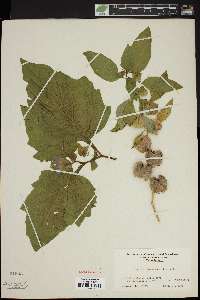 Nicandra physaloides image