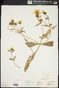 Bidens laevis image