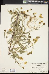 Bidens polylepis image