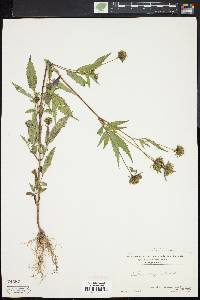 Bidens vulgata image