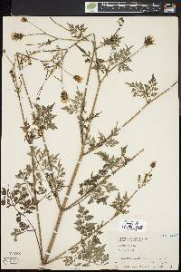 Bidens bipinnata image