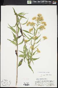 Brickellia eupatorioides image