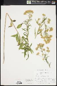 Brickellia eupatorioides image