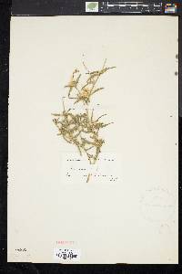 Centaurea calcitrapa image