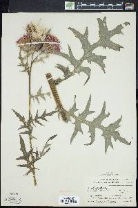 Cirsium muticum image