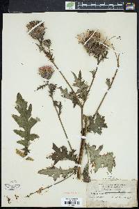 Cirsium muticum image