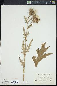 Cirsium muticum image